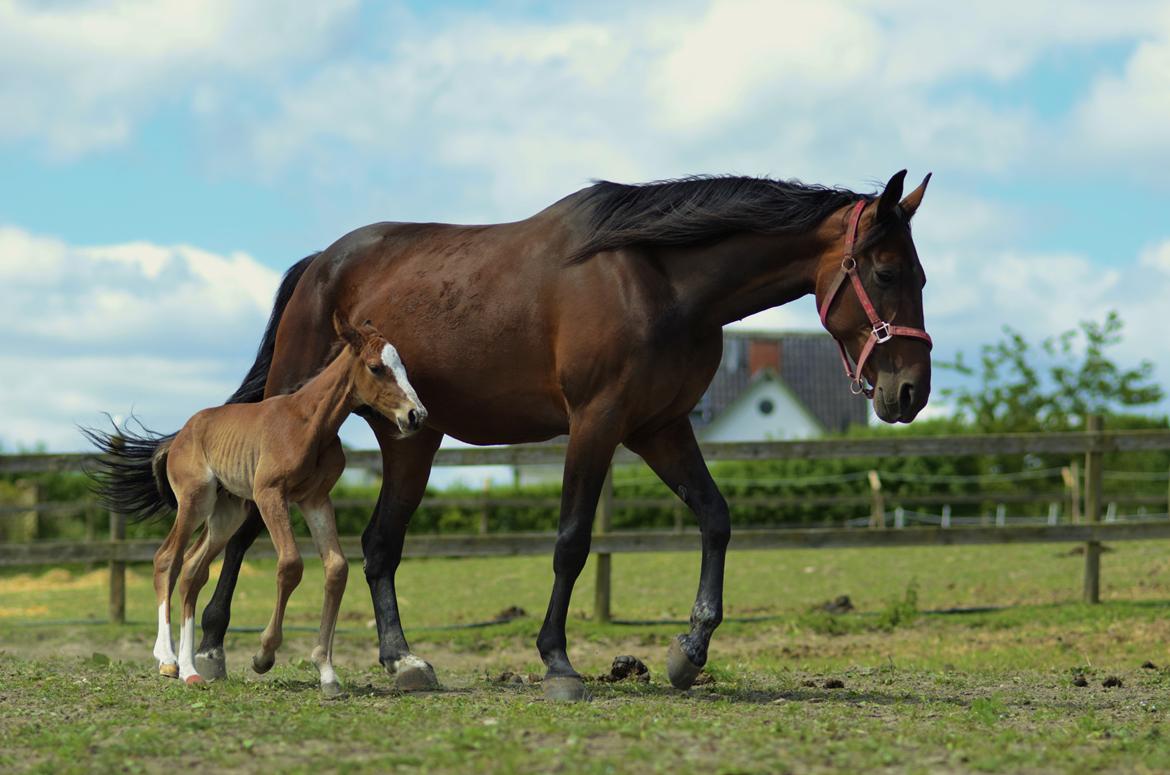 Traver Confetti Chase - 3 dage gammel. Foto: Franco Hansen billede 7