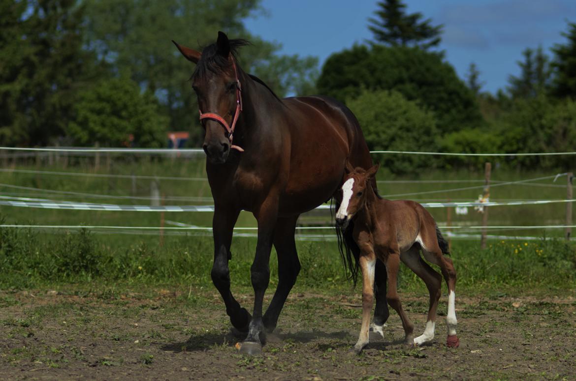 Traver Confetti Chase - 3 dage gammel. Foto: Franco Hansen billede 5