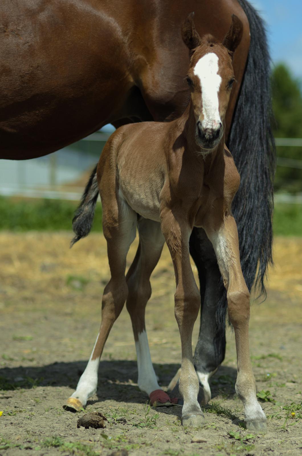 Traver Confetti Chase - 3 dage gammel. Foto: Franco Hansen billede 2