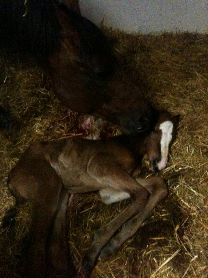 Traver Confetti Chase - Et lille vidunder. Ca. 1 time gammel. billede 4