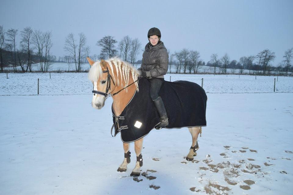 Haflinger Grynet (Kaldes Gry) billede 5