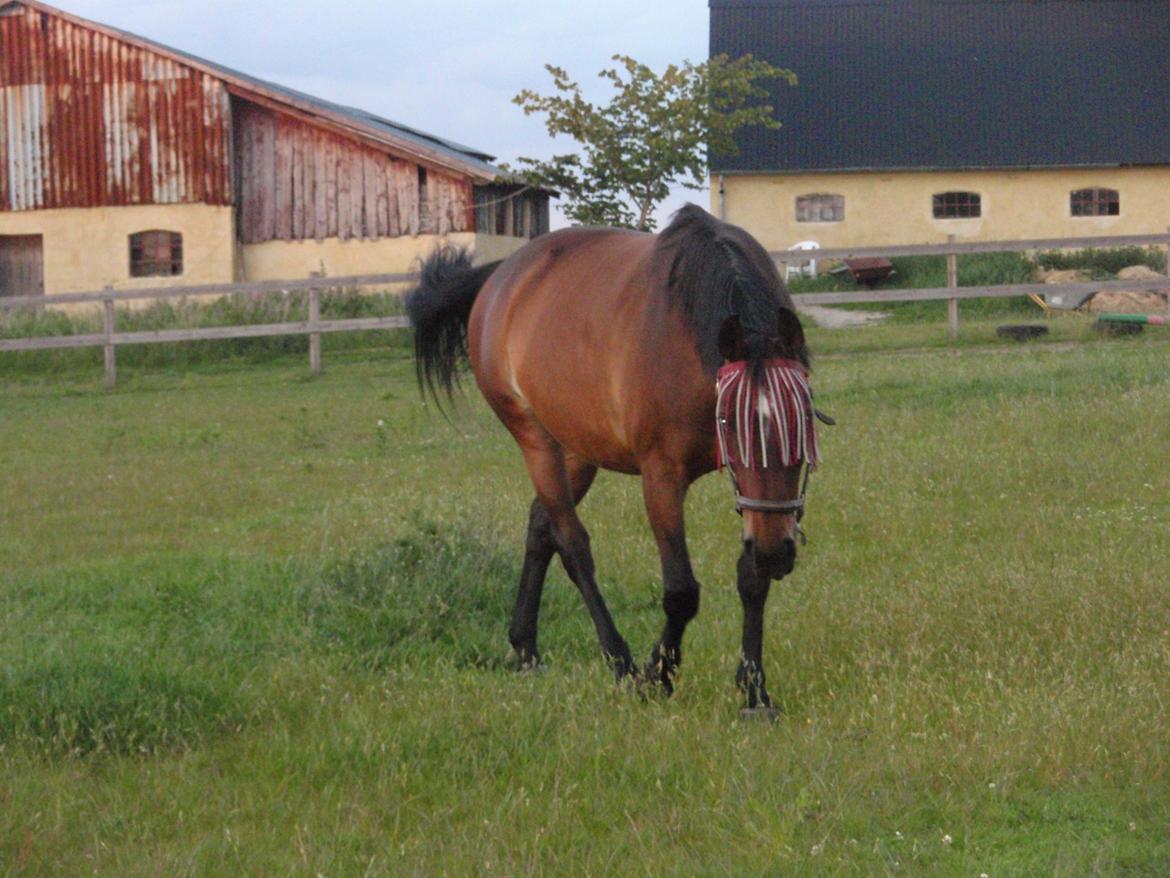 Dansk Varmblod Victoria Lobstick billede 1