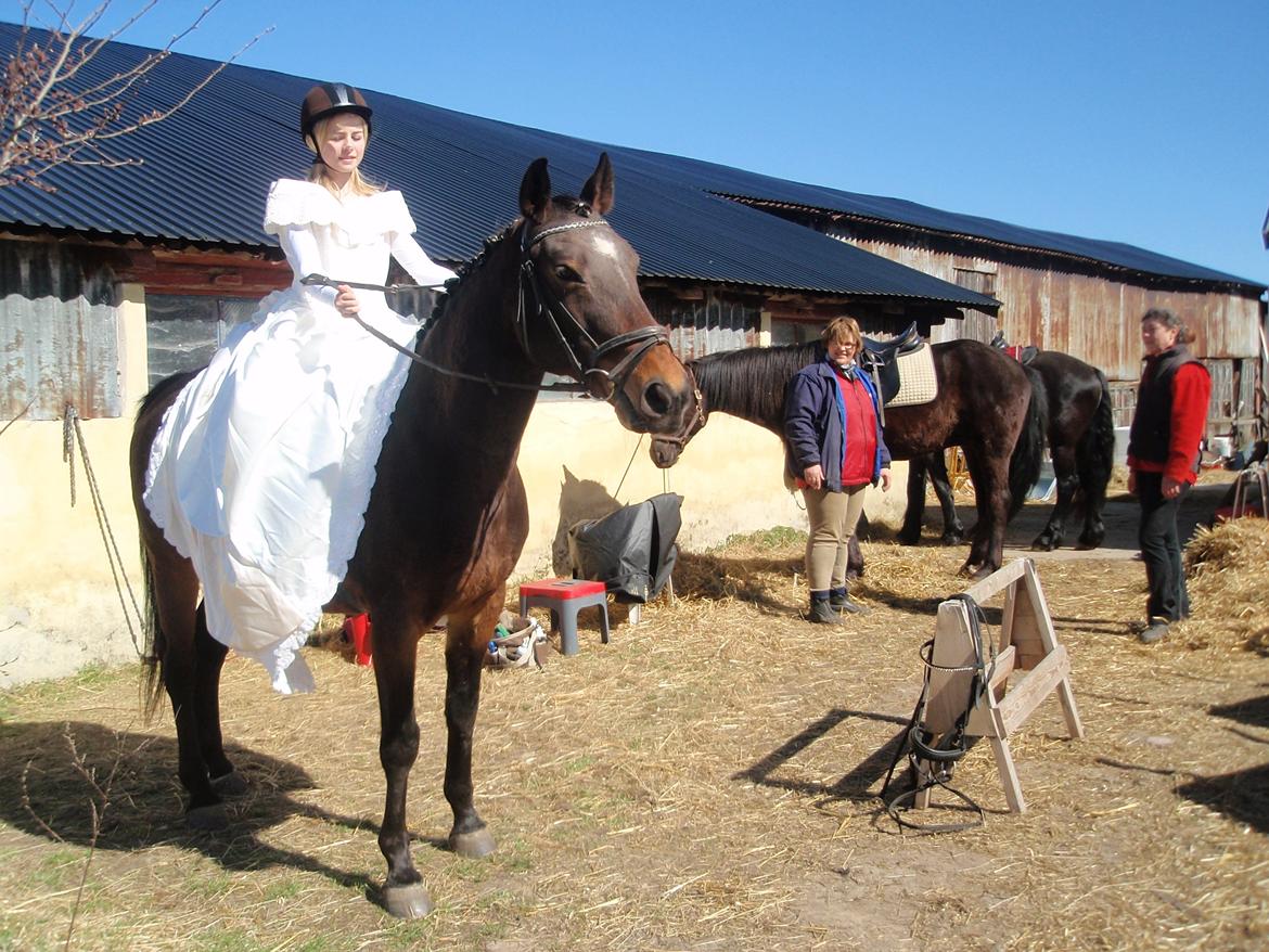 Dansk Varmblod Victoria Lobstick billede 2