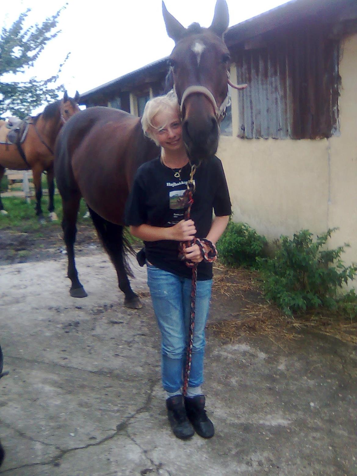 Dansk Varmblod Victoria Lobstick billede 3