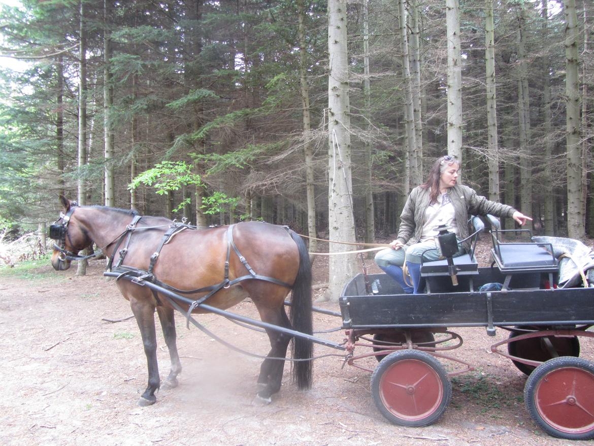 Dansk Varmblod Victoria Lobstick billede 4