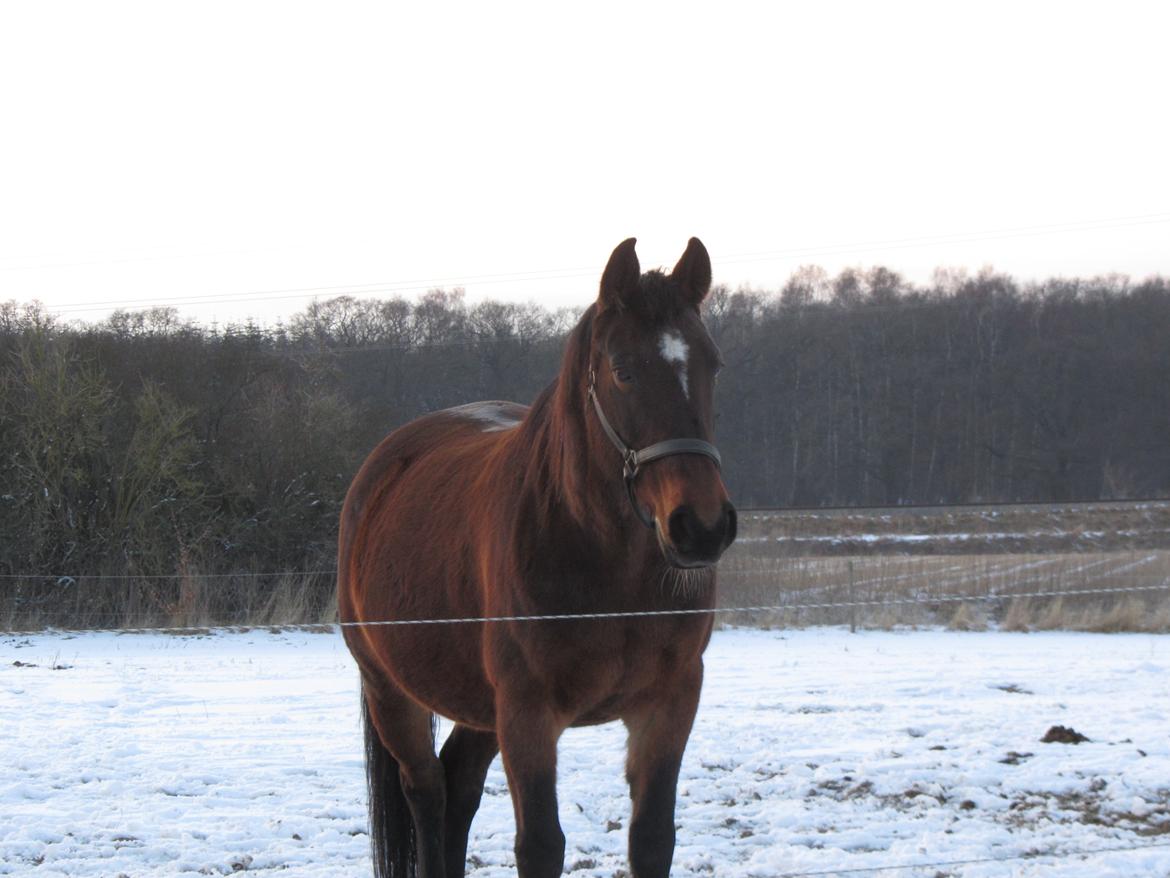 Dansk Varmblod Victoria Lobstick billede 5