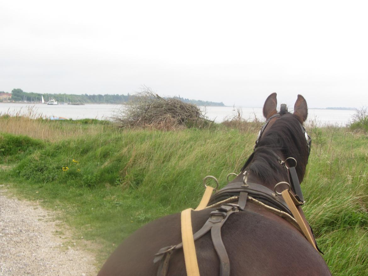 Dansk Varmblod Victoria Lobstick billede 6