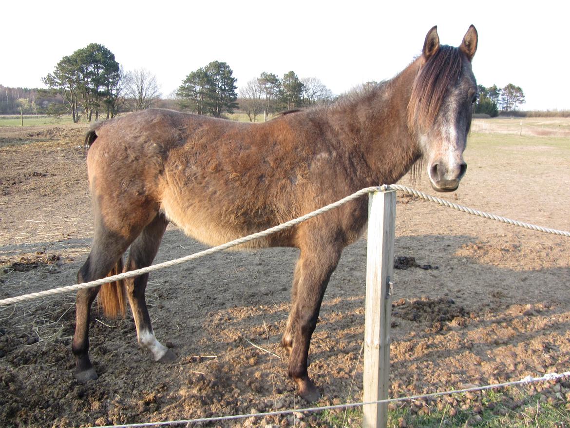 Arabisk fuldblod (OX) Højbakkegård's Morrnah billede 1