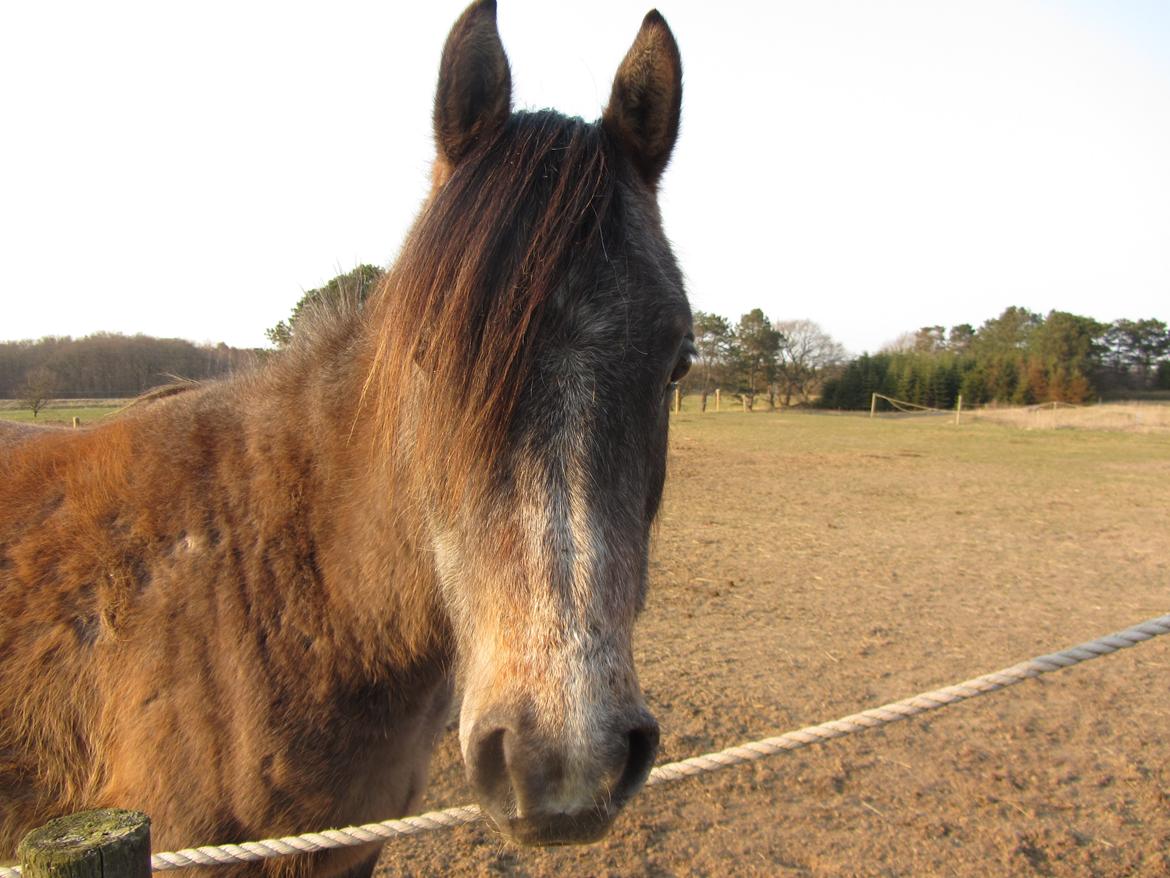 Arabisk fuldblod (OX) Højbakkegård's Morrnah billede 2
