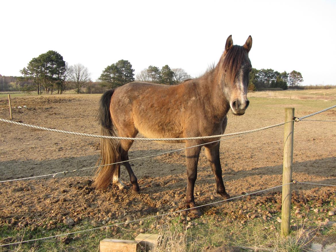 Arabisk fuldblod (OX) Højbakkegård's Morrnah billede 3