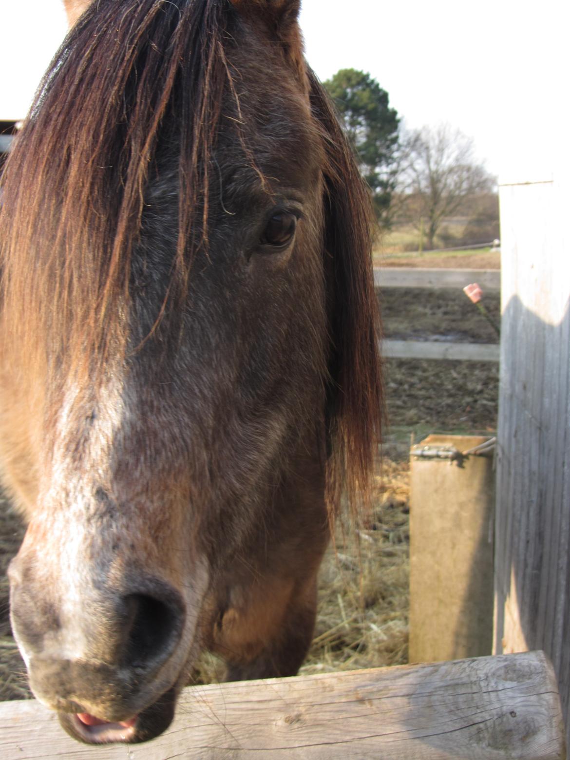 Arabisk fuldblod (OX) Højbakkegård's Morrnah billede 5