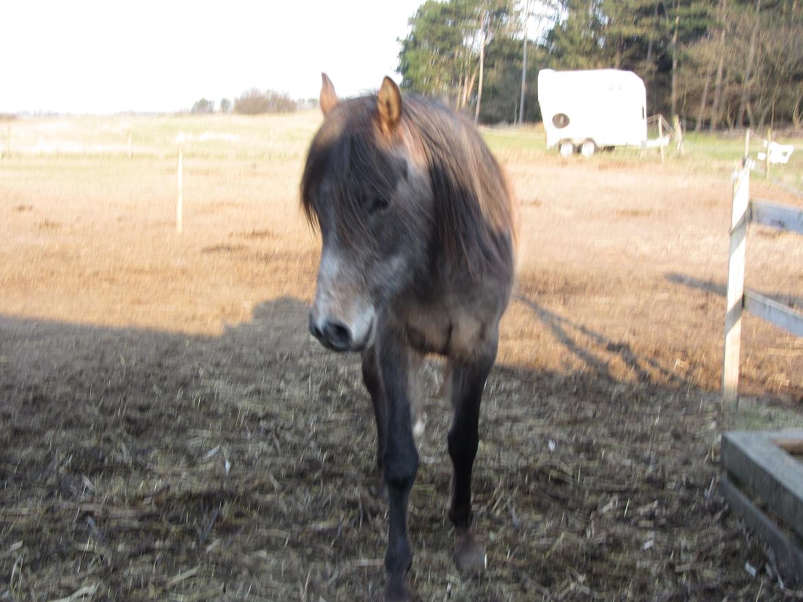Arabisk fuldblod (OX) Højbakkegård's Morrnah billede 6