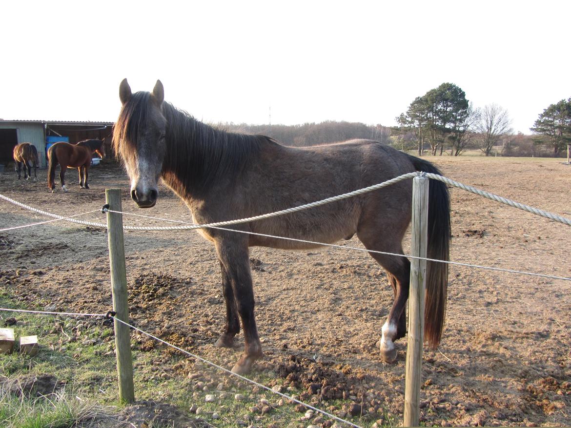 Arabisk fuldblod (OX) Højbakkegård's Morrnah billede 4