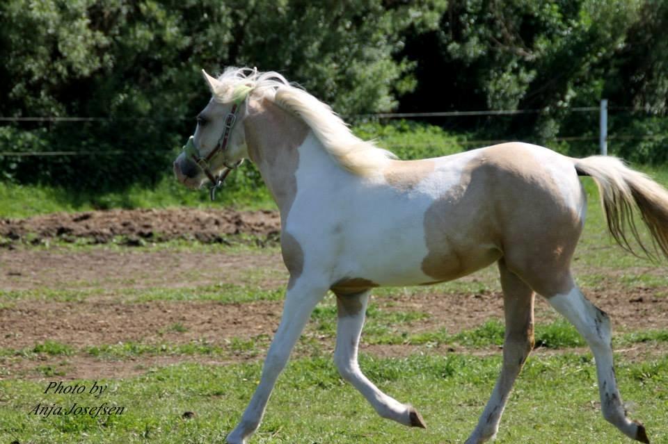 Welsh Partbred (Sec F) Brattensborgs salsa billede 4