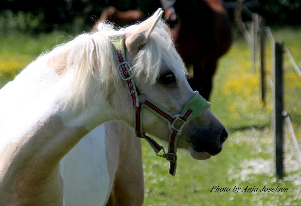 Welsh Partbred (Sec F) Brattensborgs salsa billede 7