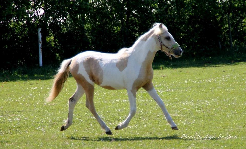 Welsh Partbred (Sec F) Brattensborgs salsa billede 8