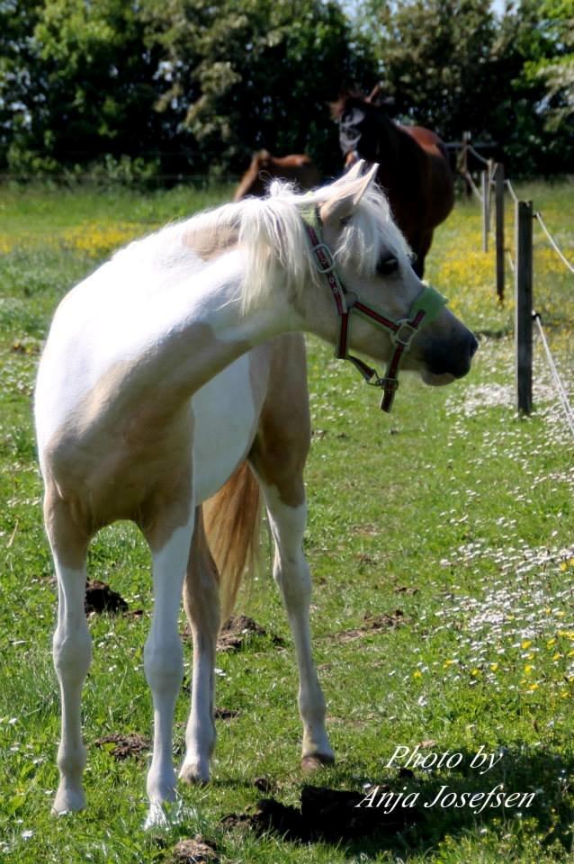 Welsh Partbred (Sec F) Brattensborgs salsa billede 10