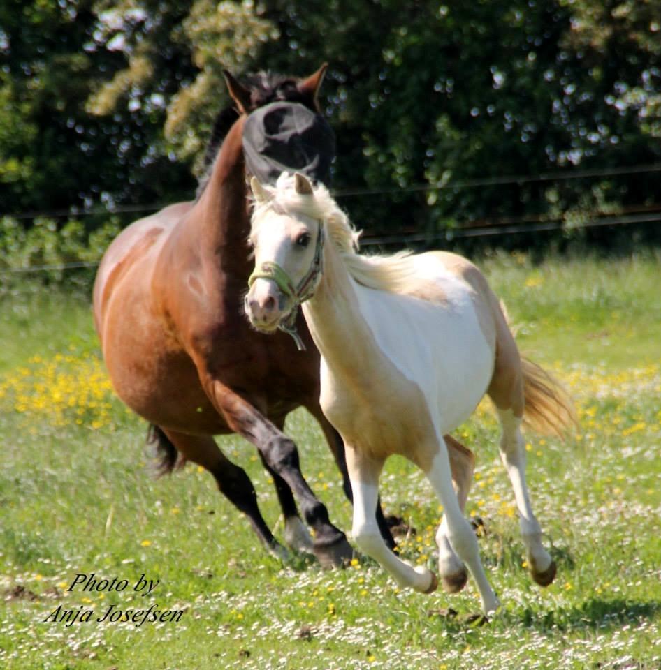 Welsh Partbred (Sec F) Brattensborgs salsa billede 11