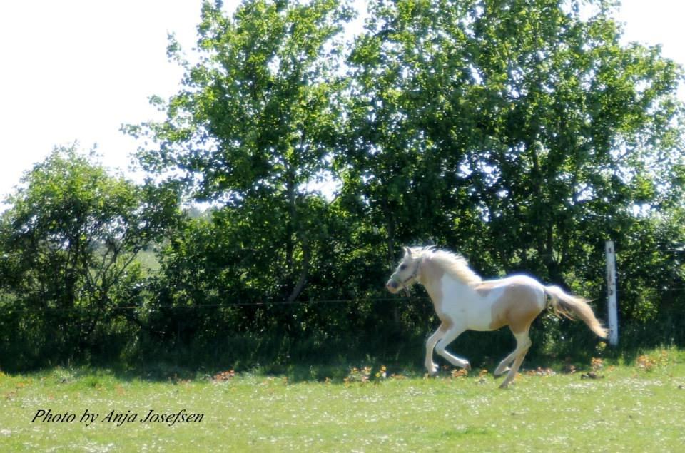 Welsh Partbred (Sec F) Brattensborgs salsa billede 3