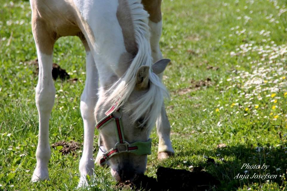 Welsh Partbred (Sec F) Brattensborgs salsa billede 14