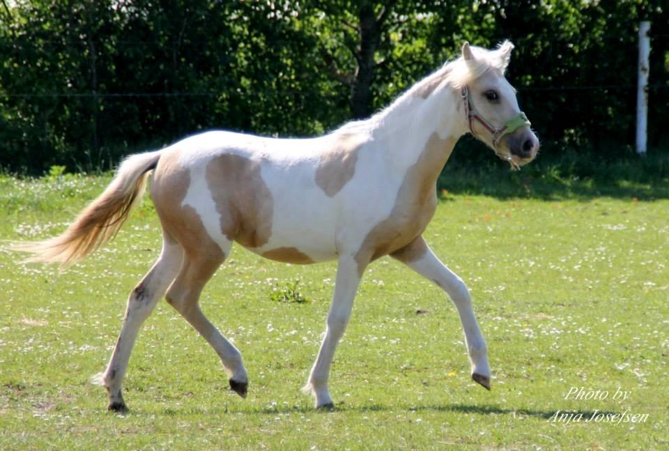 Welsh Partbred (Sec F) Brattensborgs salsa billede 13