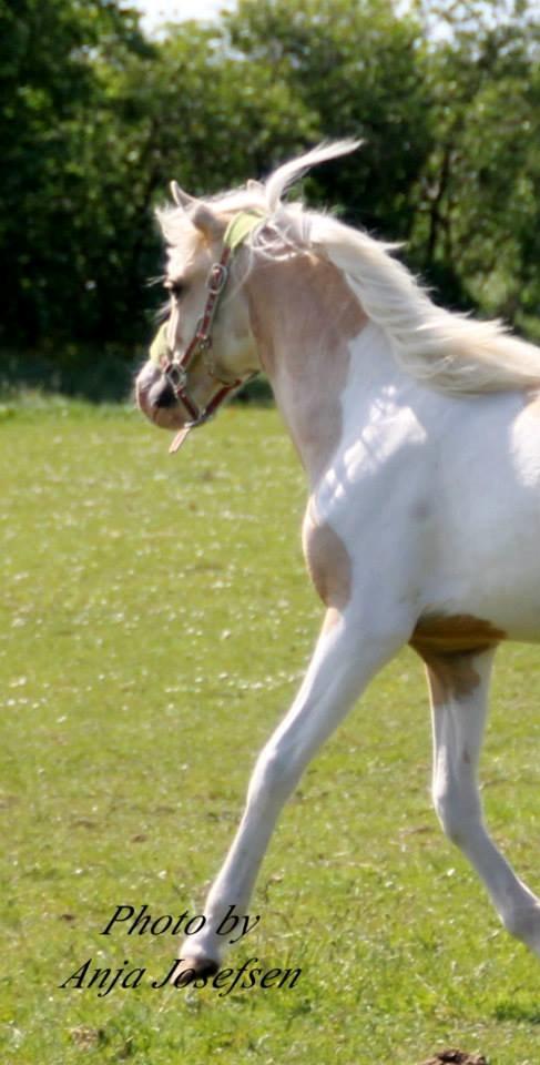 Welsh Partbred (Sec F) Brattensborgs salsa billede 15