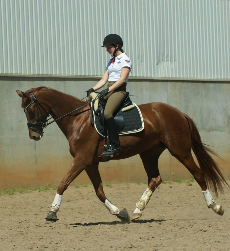 Dansk Varmblod Brunhøjgård´s Zurprise billede 39