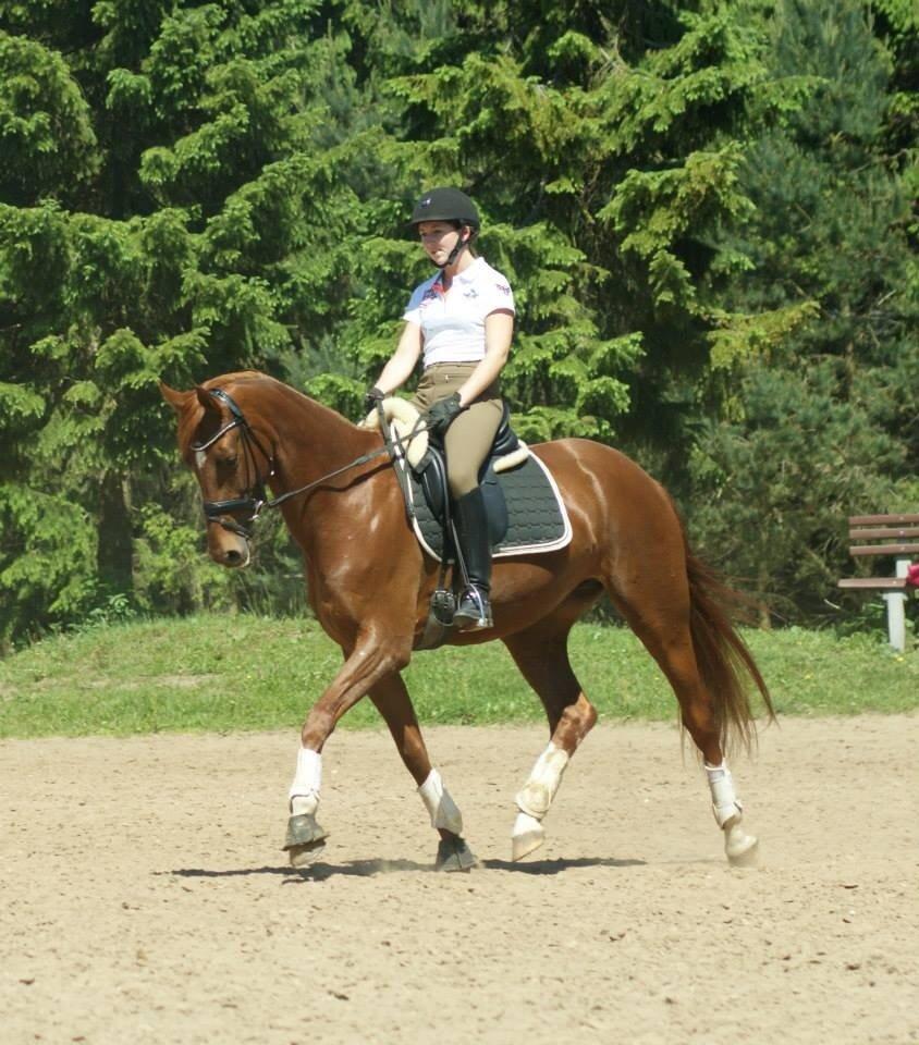 Dansk Varmblod Brunhøjgård´s Zurprise billede 40