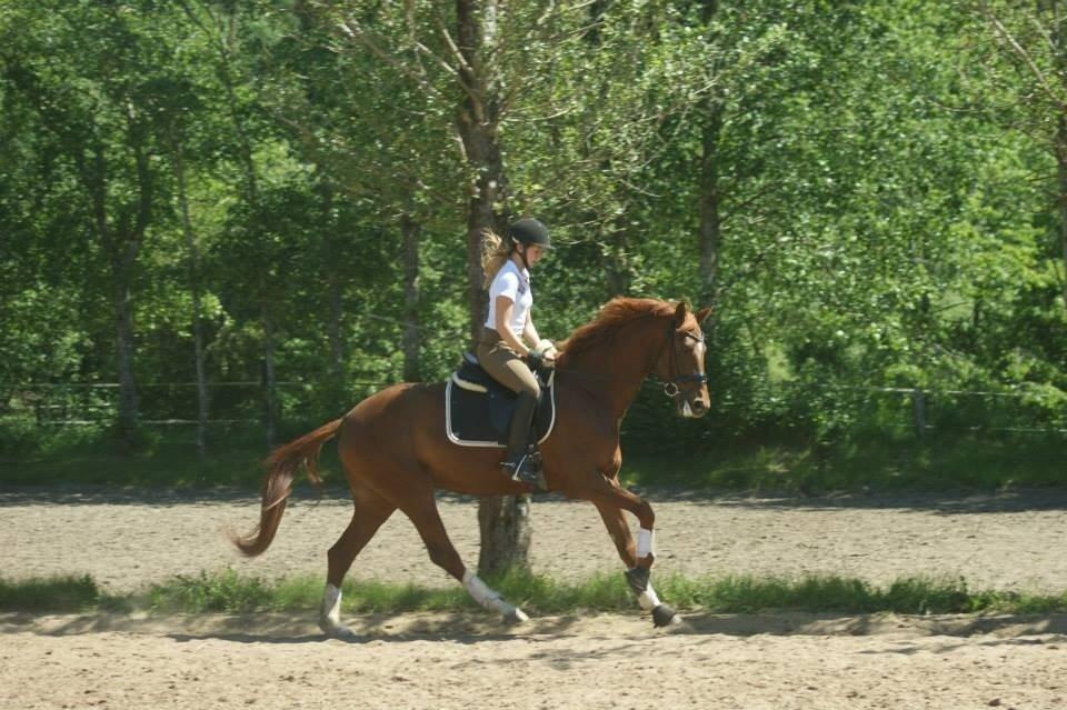 Dansk Varmblod Brunhøjgård´s Zurprise billede 43