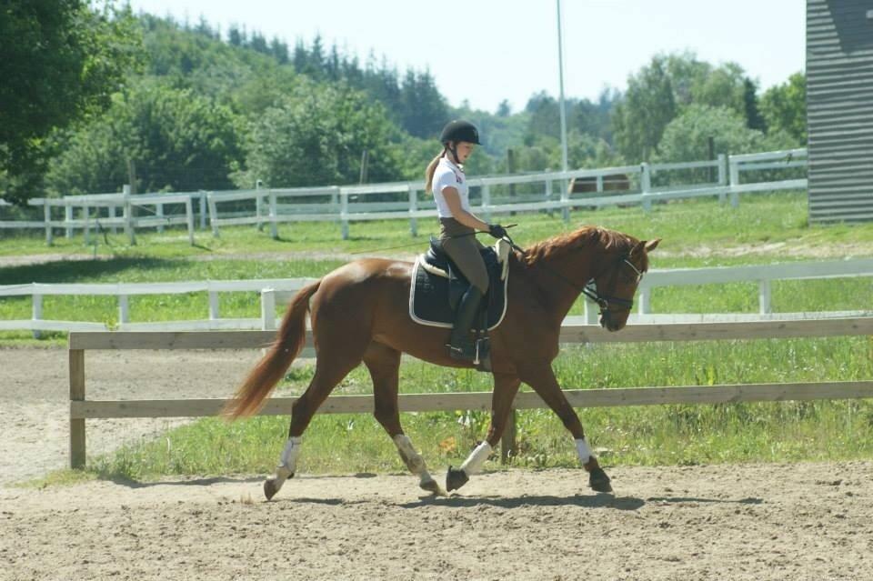 Dansk Varmblod Brunhøjgård´s Zurprise billede 46