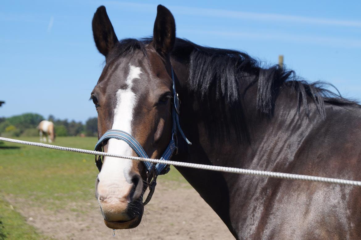 New Forest Lukas Søblink billede 20