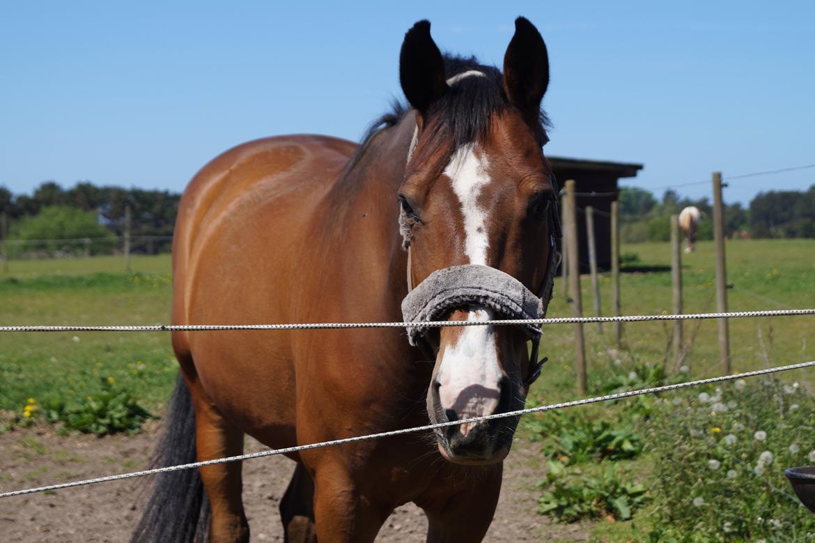 Dansk Varmblod Electric | Egon | billede 1