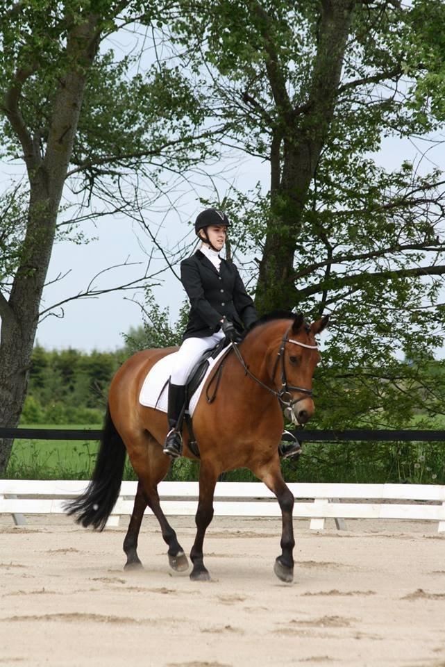 New Forest Sultan De Civry - Sultan og jeg i vores første La1 på FAK billede 19