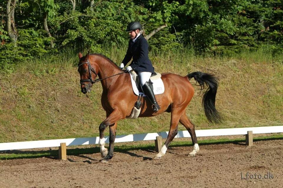 Anden særlig race Refsgaards Cheval billede 23