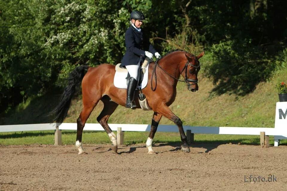Anden særlig race Refsgaards Cheval billede 2