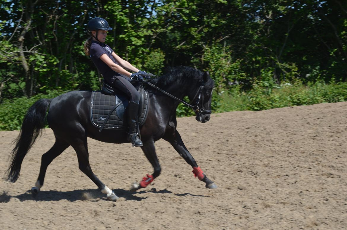 Anden særlig race Maccoya - solgt - tidligere pony :-) - NYT billede 11