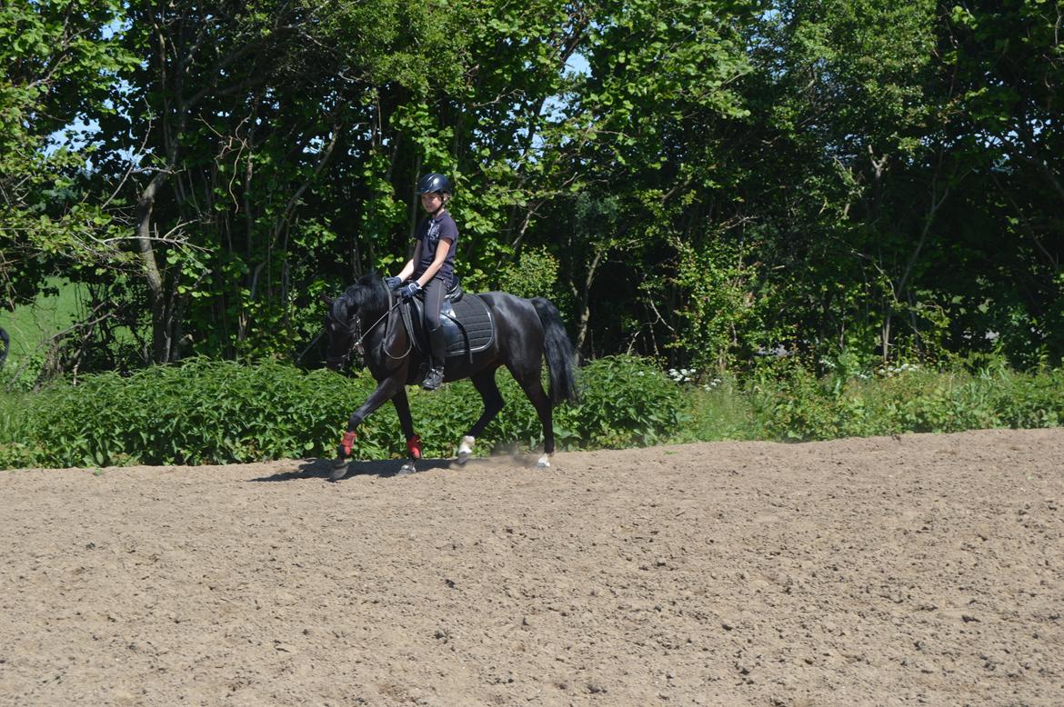 Anden særlig race Maccoya - solgt - tidligere pony :-) - NYT billede 8