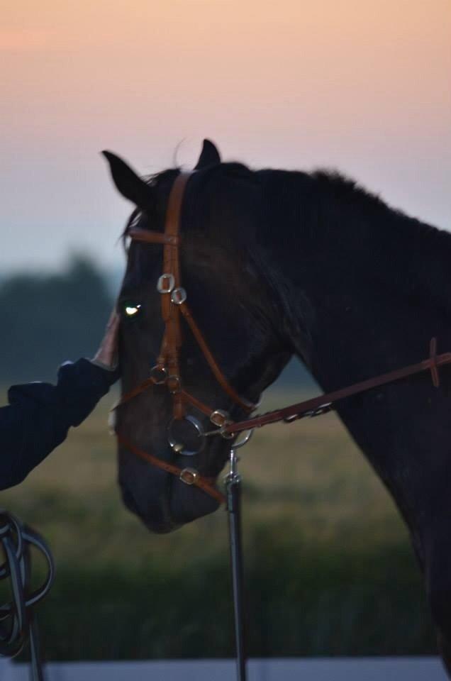 Dansk Varmblod Calvados J. billede 5