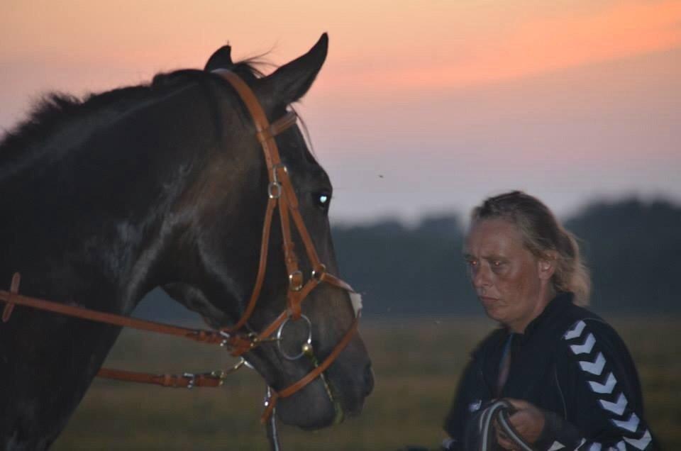 Dansk Varmblod Calvados J. billede 6