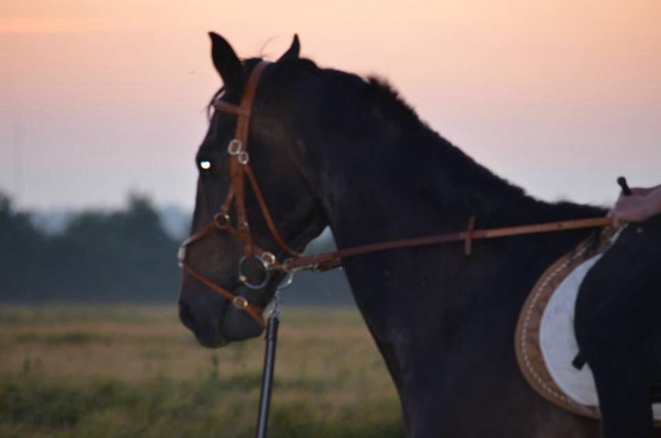 Dansk Varmblod Calvados J. billede 7