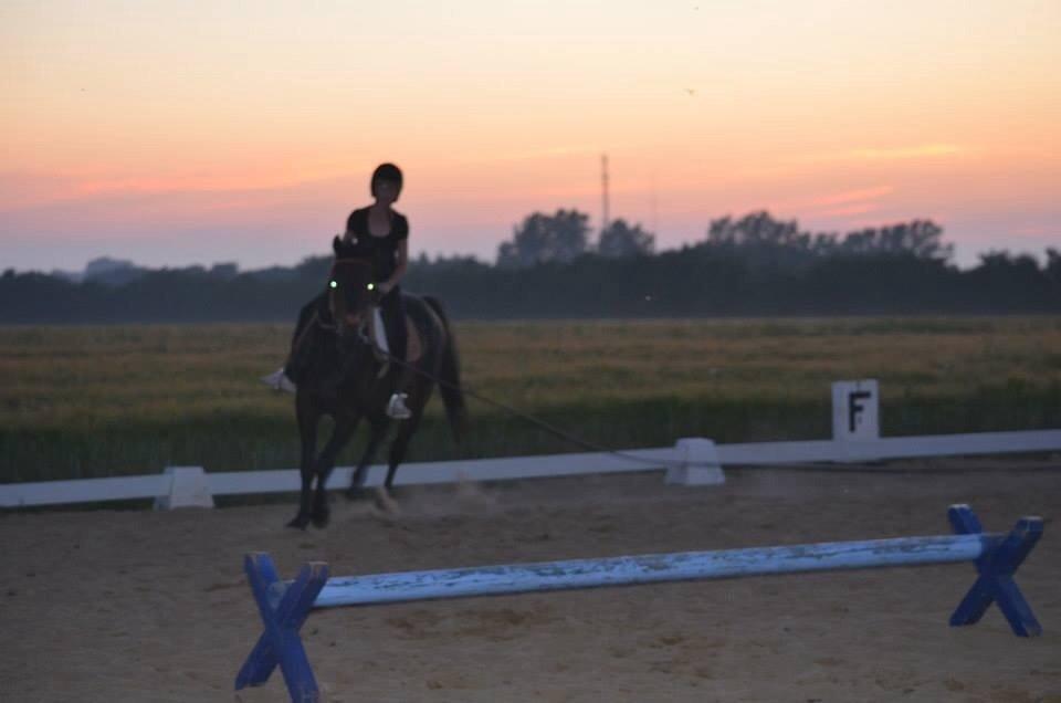 Dansk Varmblod Calvados J. billede 8