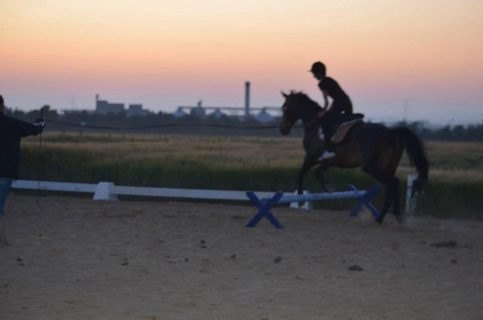 Dansk Varmblod Calvados J. billede 9