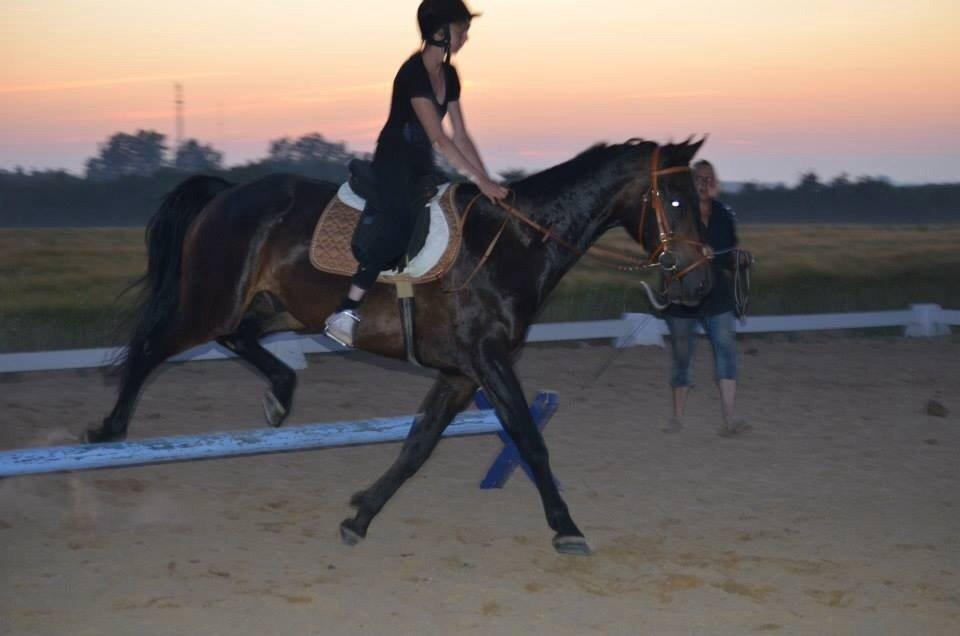 Dansk Varmblod Calvados J. billede 10