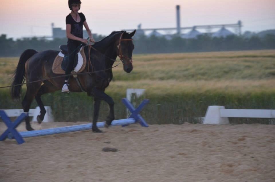 Dansk Varmblod Calvados J. billede 11