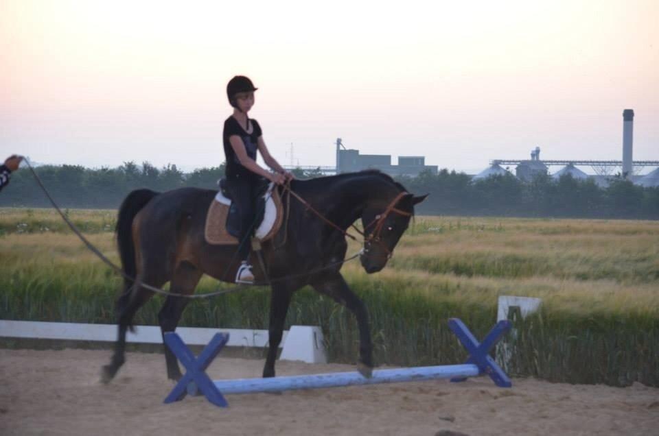 Dansk Varmblod Calvados J. billede 12