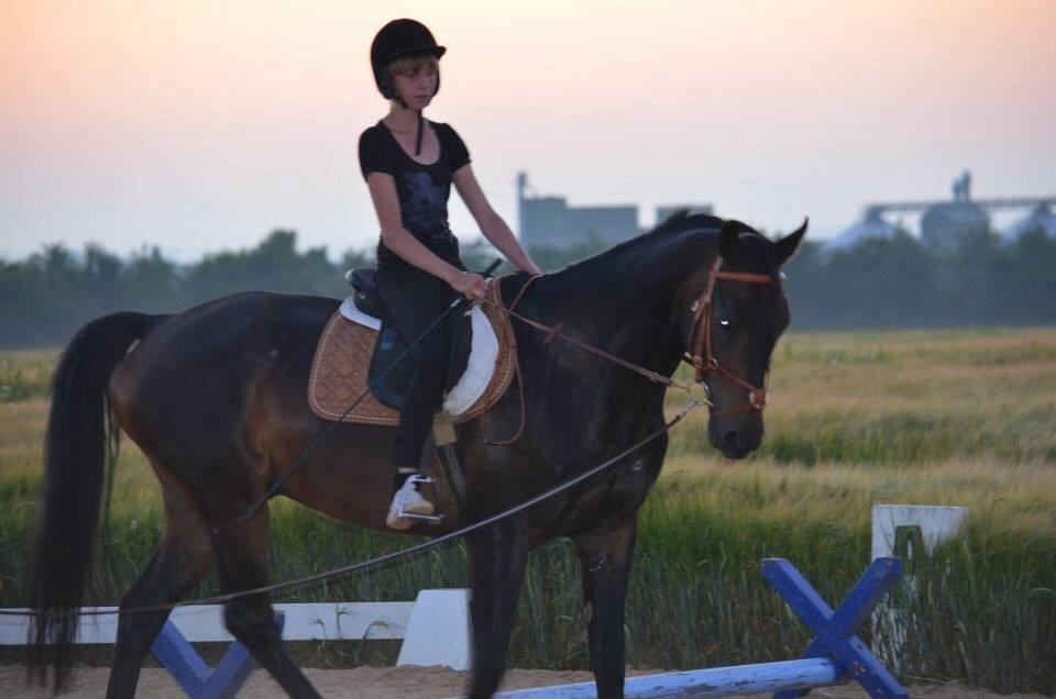 Dansk Varmblod Calvados J. billede 13