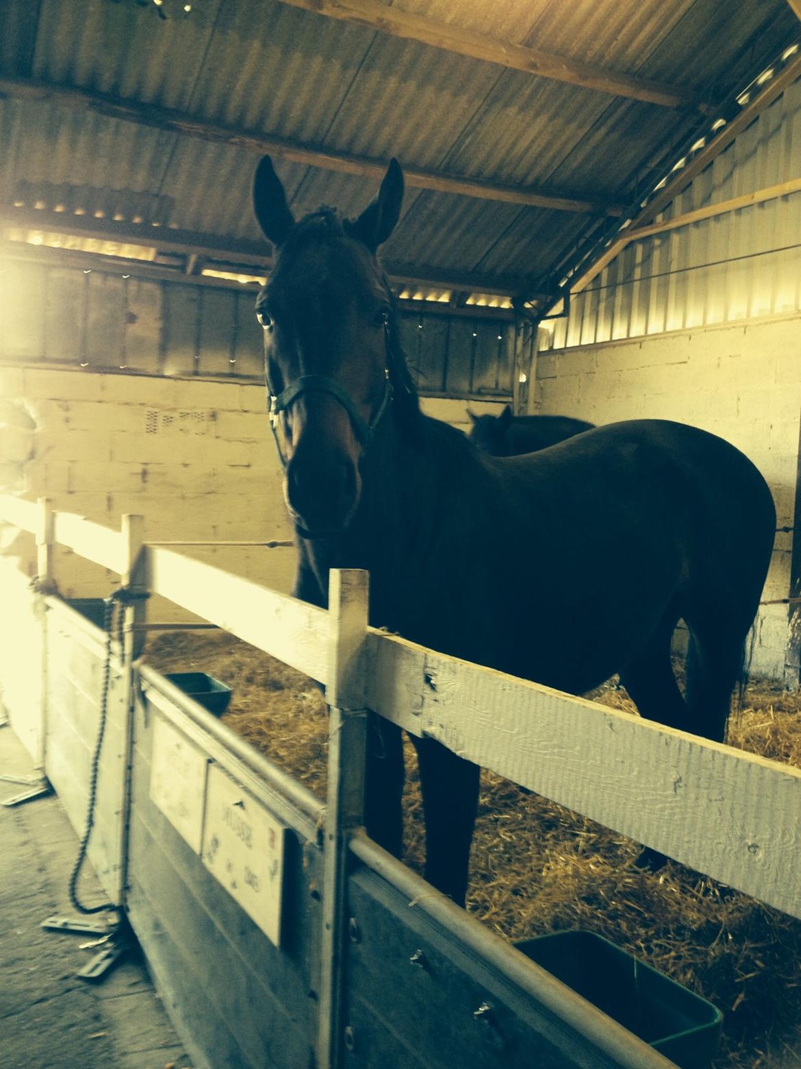 Dansk Varmblod Calvados J. billede 14