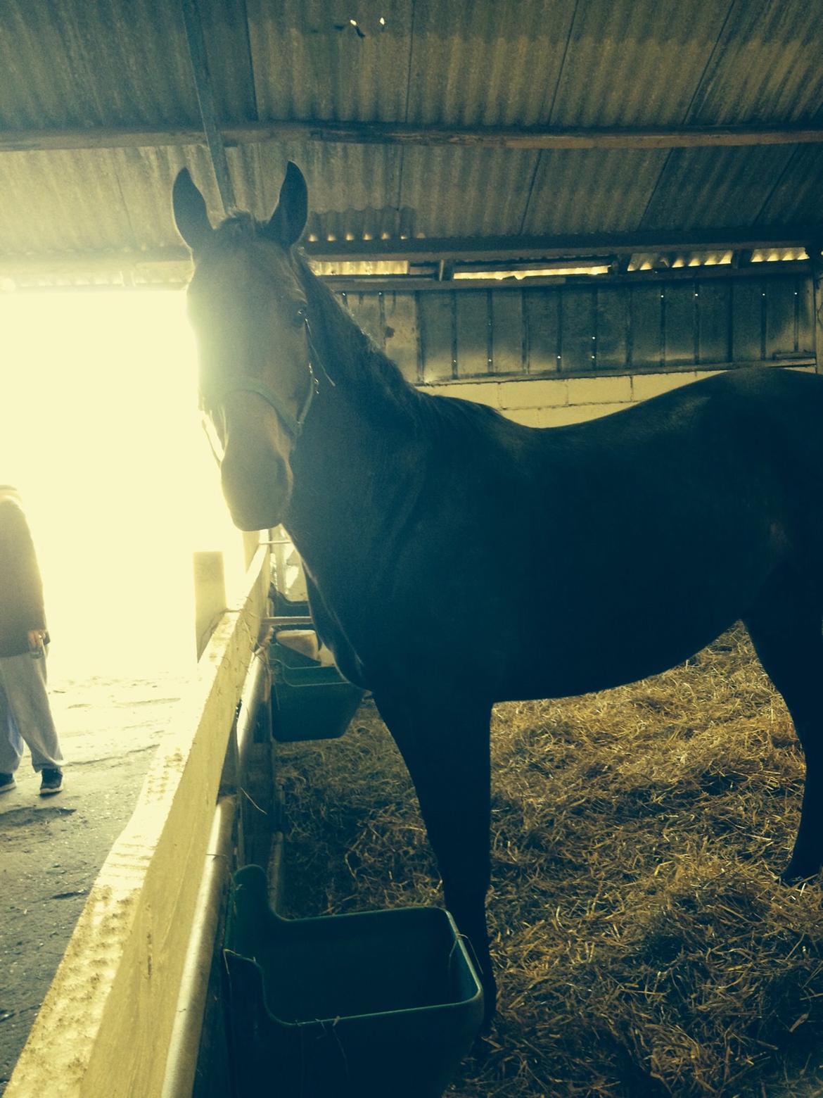 Dansk Varmblod Calvados J. billede 15