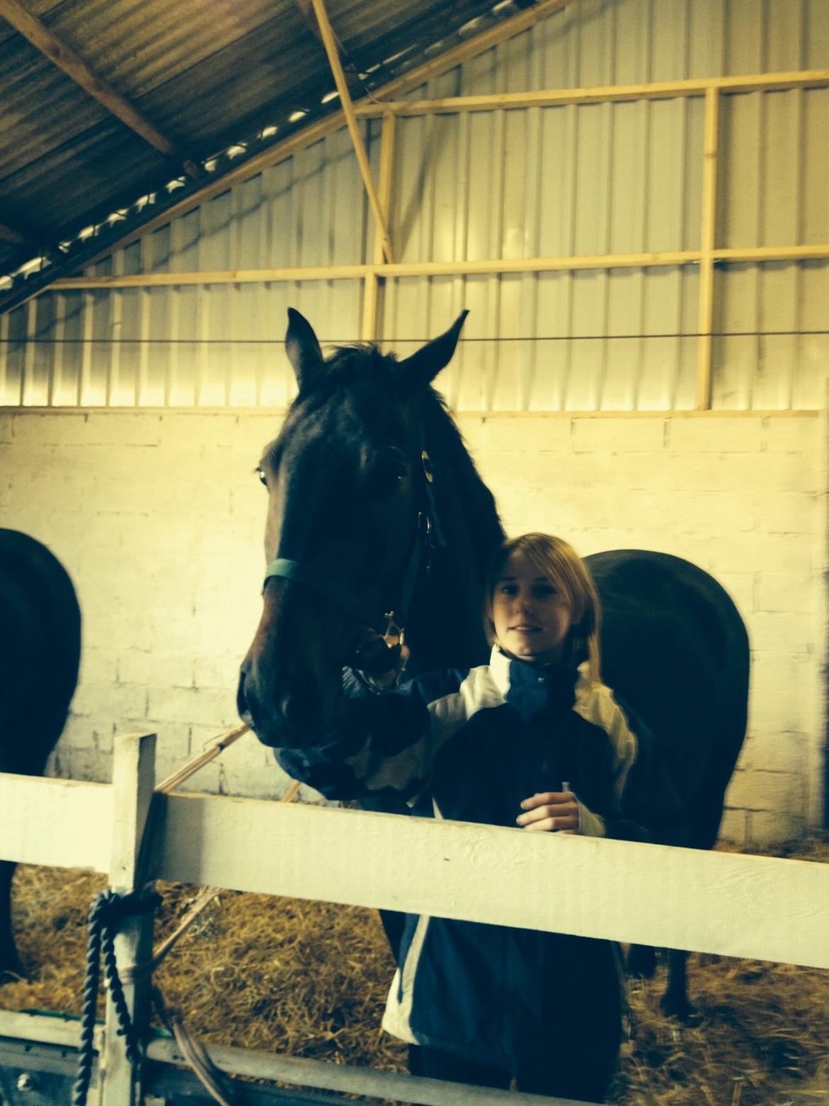 Dansk Varmblod Calvados J. billede 16