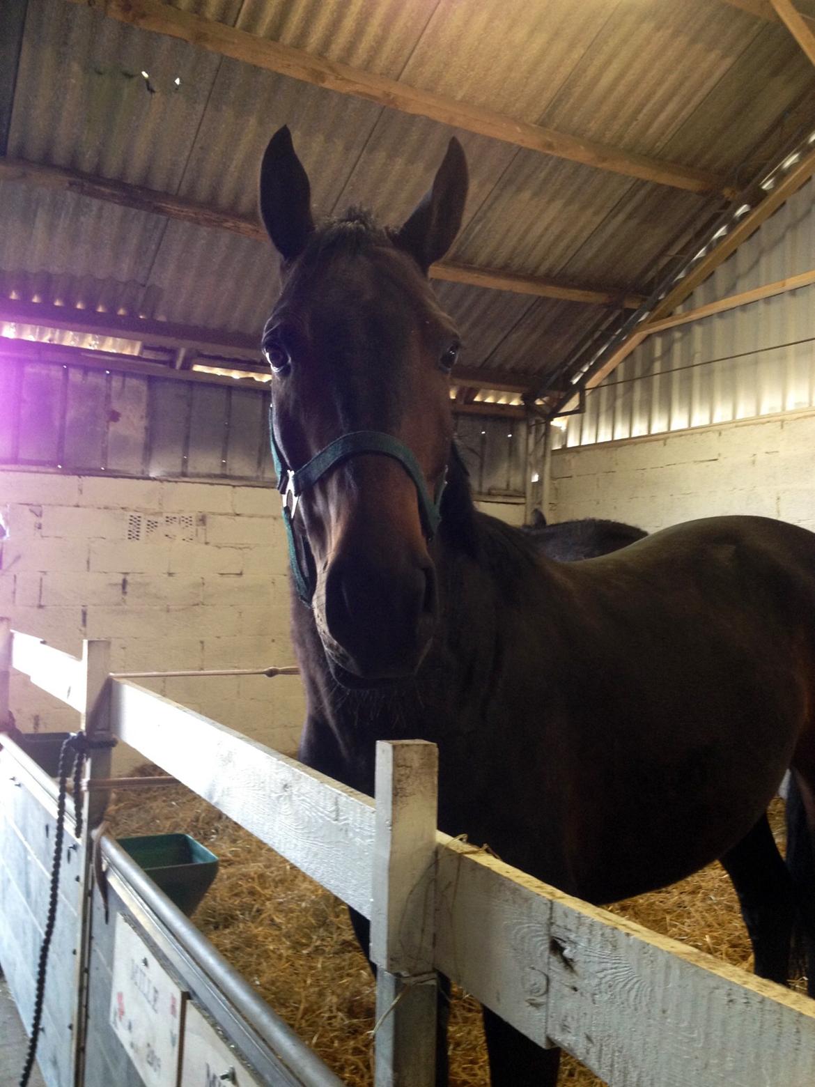 Dansk Varmblod Calvados J. billede 17